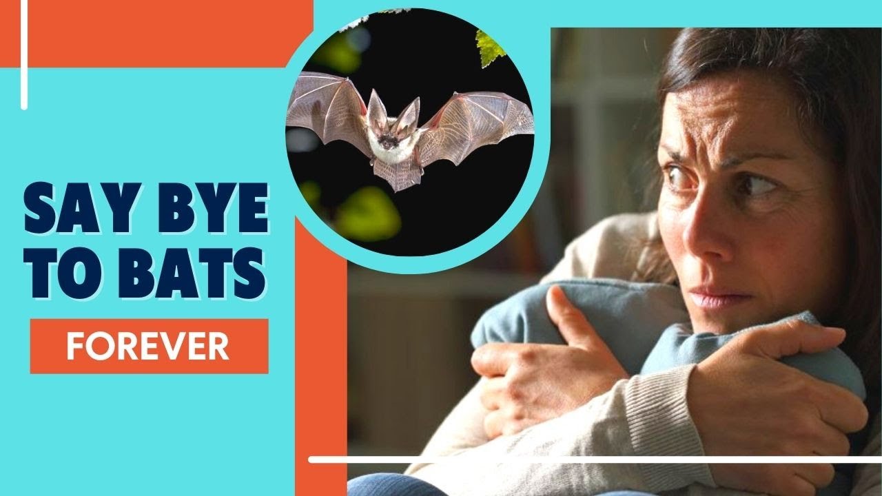How to Get Rid of Bats in The House Permanently