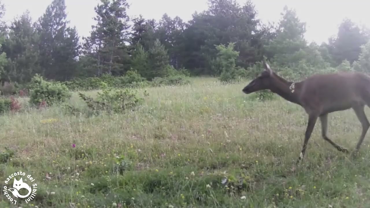 Cerva e cerbiatti sui Monti Sibillini