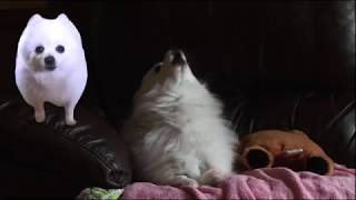 never-gonna-give-you-up-gabe-the-dog