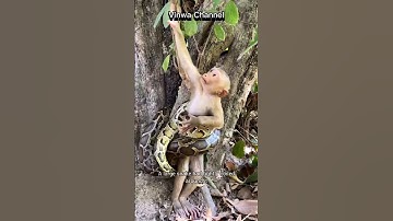 Monkey trapped in snake coil. #animals #shorts