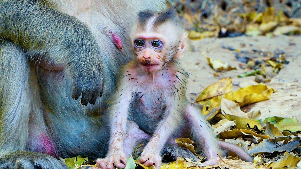 Poor Adorable Baby Monkey Boris So Starving Much | He Wanna Fun But He Not Yet Well