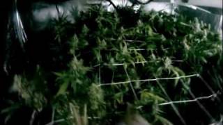 VaderVision E:12 - Flushing and Harvesting Medical Cannabis