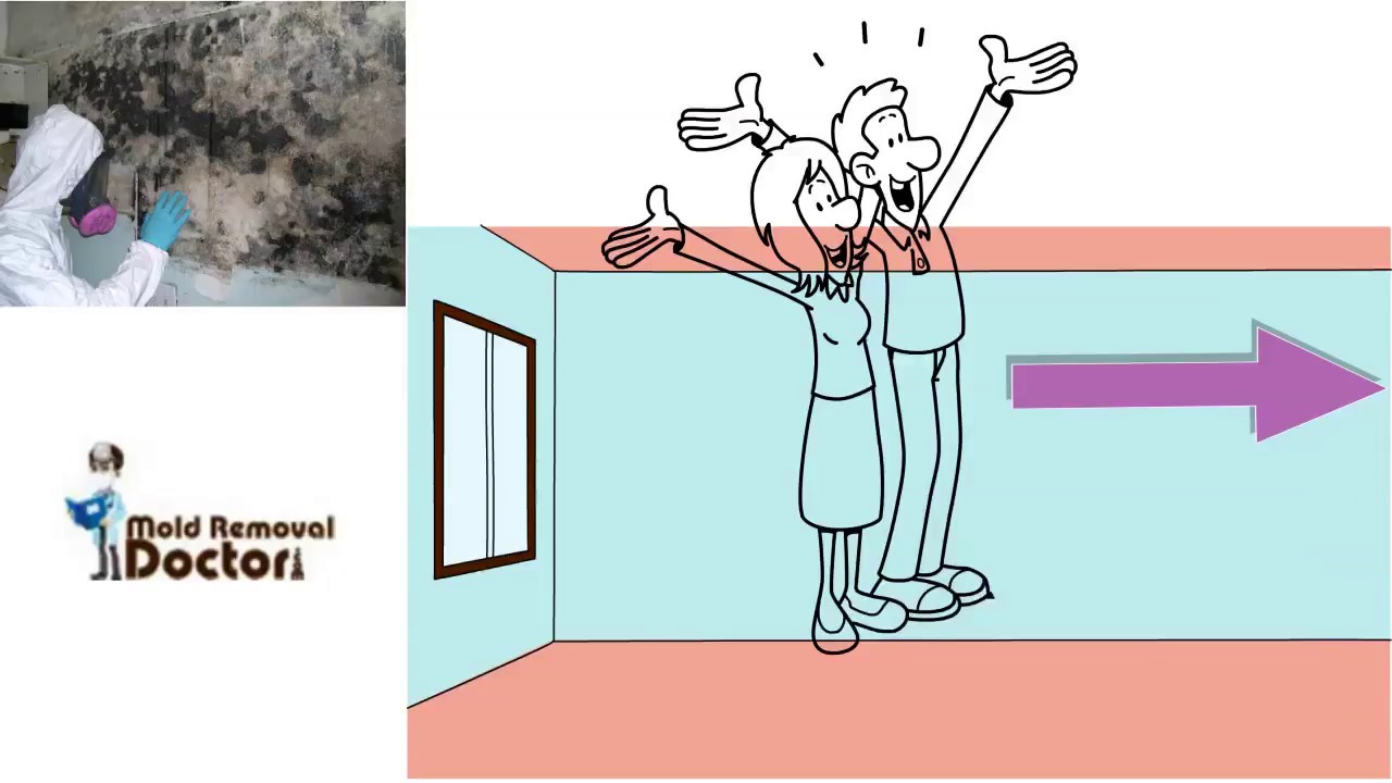 Mold Remediation Miami Florida | Mold Removal Doctor Miami