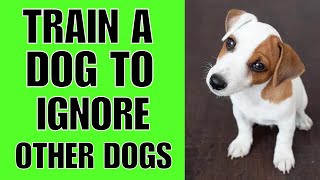 How To TRAIN A Dog To Ignore Other Dogs (EASIEST WAY)