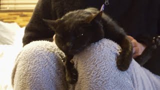 全力で脱力な黒猫 Guide