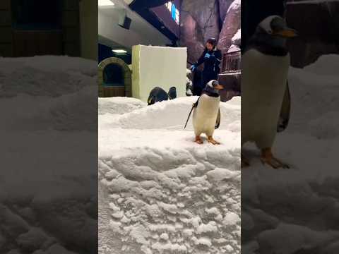 Penguins in Dubai at Ski Dubai #trending #viral #vlog #shorts #travel #fyp #dubai #penguin