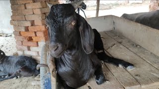 Khatanak 😱 Bakra @Sanjay blogs