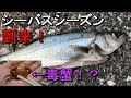 【若洲海浜公園】シーバスシーズン到来！春のヘチ釣りでまさかのカニが…笑【2018.04.10】