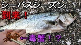 【若洲海浜公園】シーバスシーズン到来！春のヘチ釣りでまさかのカニが…笑【2018.04.10】