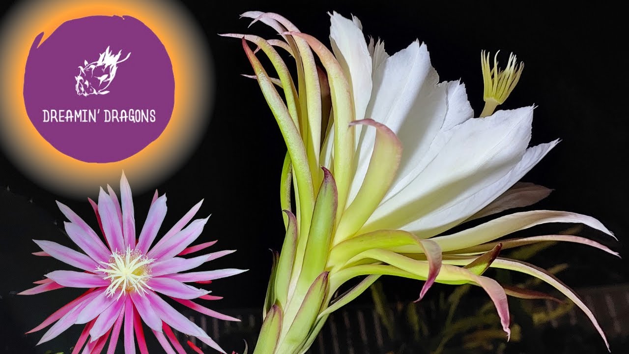 The Ins and Outs of Dragon Fruit Flowers!!