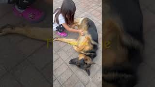 Tickle time #dog #germanshepherd #funnydog