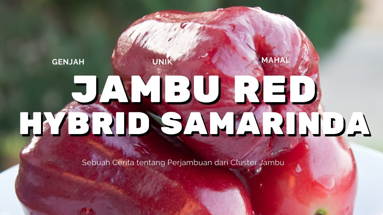 UNBOXING PAKET KIRIMAN BIBIT JAMBU RED HYBRID SAMARINDA KUALITAS SUPER