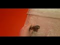 wws episode 0