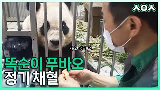 (SUB) Vet Vlog Taking Care Of Panda Fubao │Everland Vet Vlog
