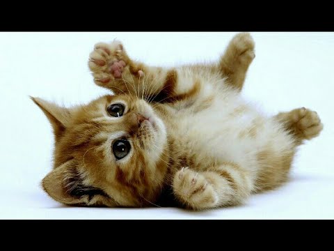 I Gattini Piu Carini Del Mondo Youtube