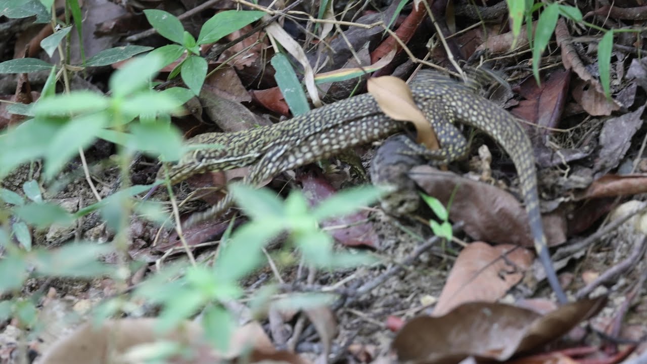 Clouded Monitor Lizard searching for food