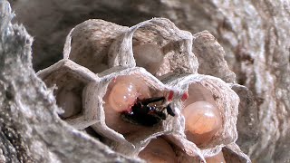 Bald Faced Hornet Nest - Rise and Fall of an Empire - Spider Kills Wasp