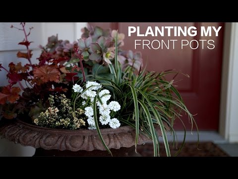 planting-my-front-pots