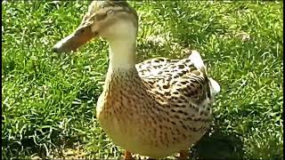Liguan Tiguan Monitor Lizzards Iguanas & Duck Explore Nature Now Acuatic Ambience Evolution