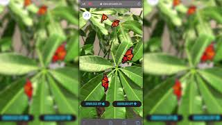 3D Animated Butterfly WebAR Experience screenshot 5