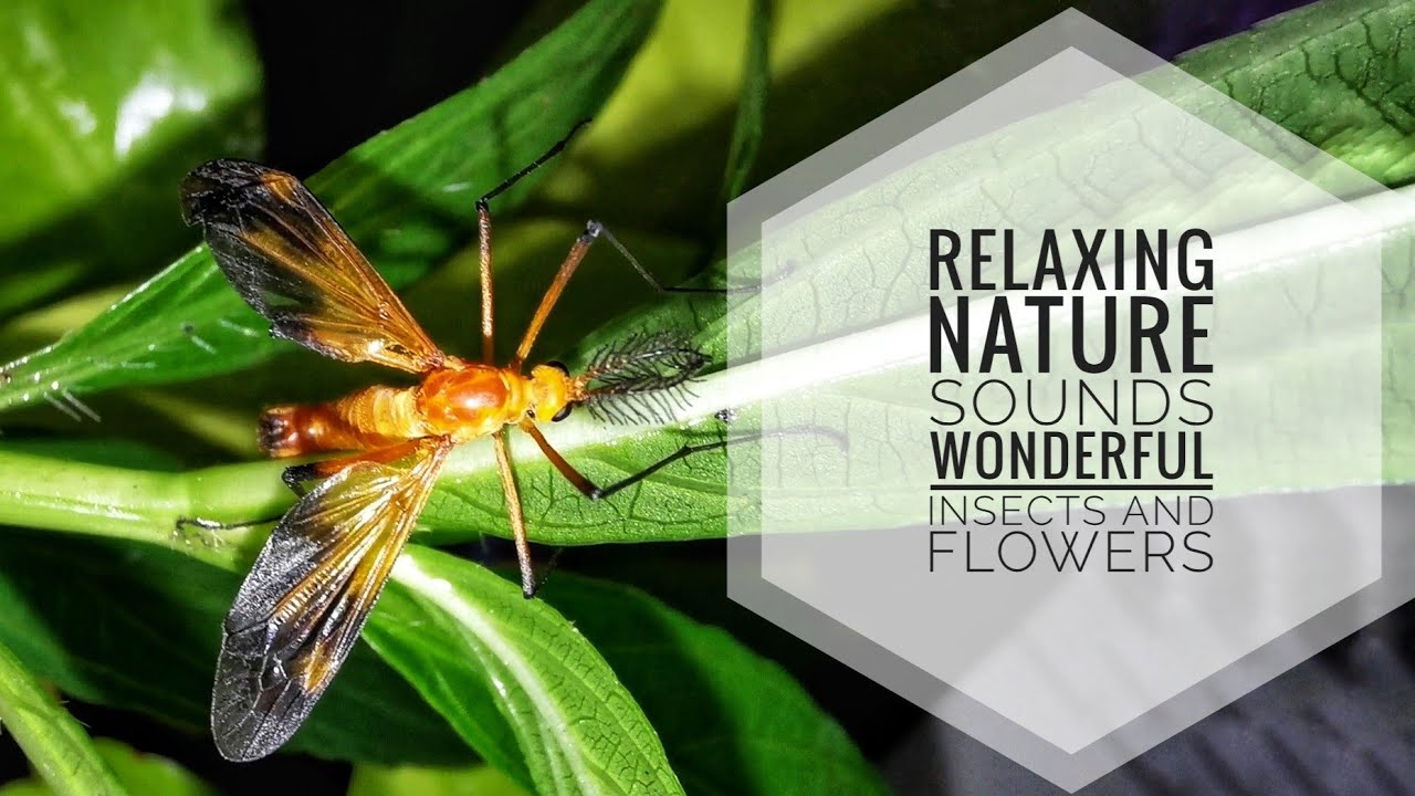 Relaxing Nature Sounds | Wonderful Insects and Flowers - YouTube