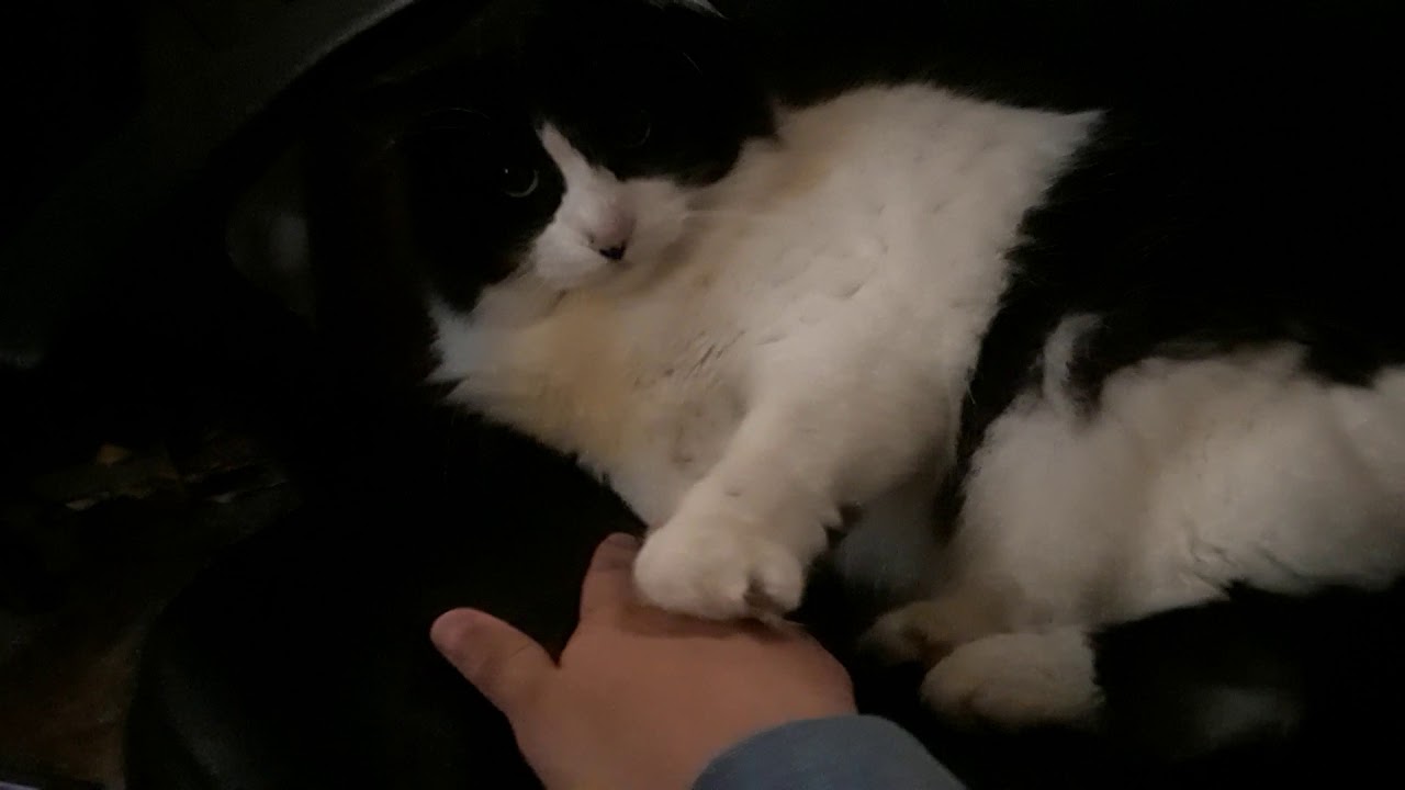 Oreo the Cat YouTube