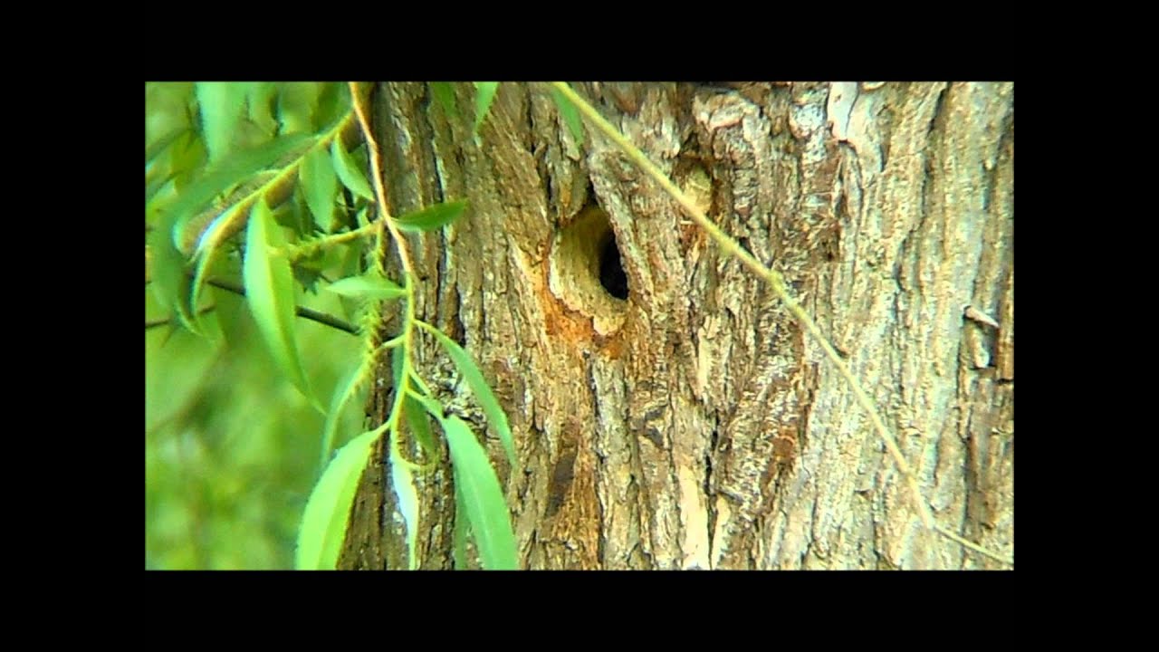 photography en español Lesser Spotted Woodpecker- Montage