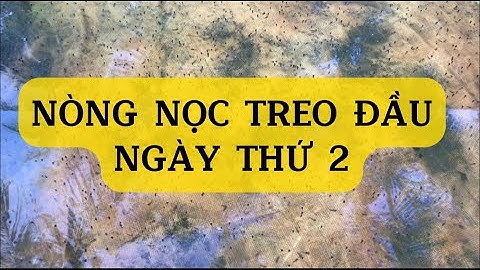 Cách ương nòng nọc, nòng nọc treo đầu ngày thứ 2 trên mặt nước