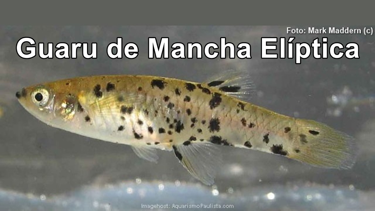 Phalloceros harpagos