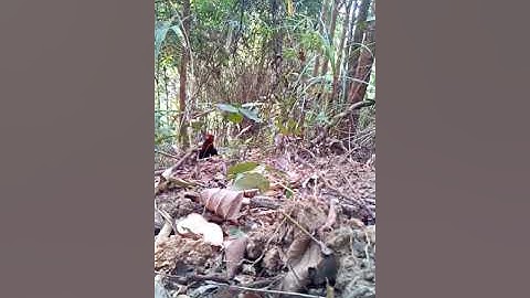 dib qaib qus tsis tua li ...