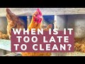 How to Clean Your Chicken Coop! (Even When It