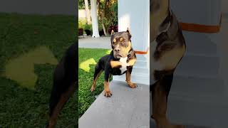 Pitbull Black tan