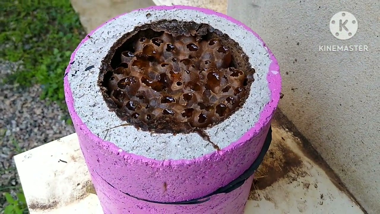 colheita de mel de Jataí na caixa de isopor e cimento