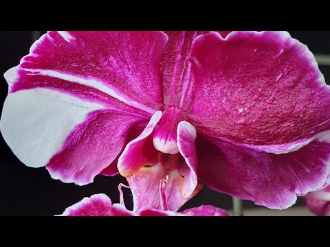 Video: Flush Of Flowers - Çiçeklenme Sırasında Yıkamayı Öğrenin