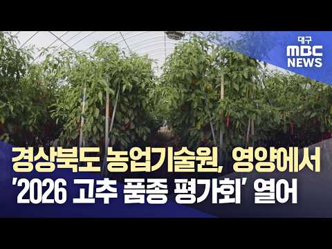 <strong>경상북도</strong> 농업기술원, 영양에서 '2026 고추 품종 평가회' 열어 | 대구MBC뉴스
