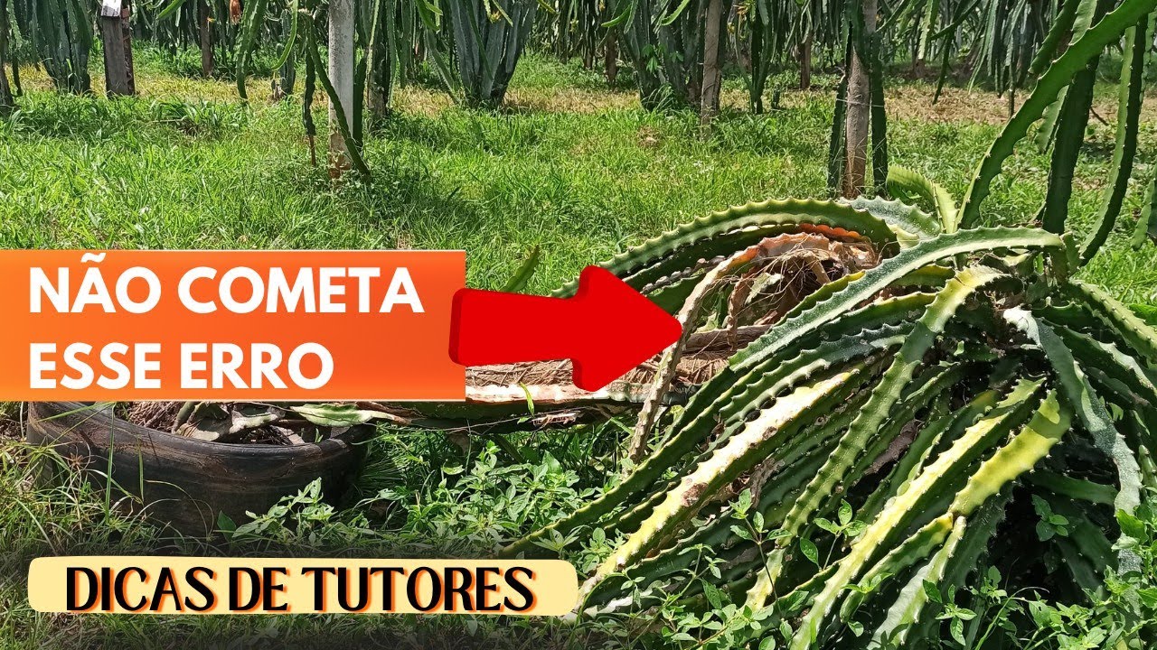 Tombamento de tutor de Pitaya: Dicas para evitar o problema! 