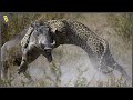 15 Cacerias Impresionantes Realizadas Por Leopardos