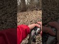 MN Spring Rainbow Trout #fishing #trout #minnesota #vermillion #viralvideo #capcut
