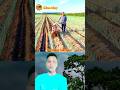 Machine for applying soil to onion roots | পেঁয়াজ গাছের গোড়ায় মাটি দেয়া হচ্ছে। #farmequipment