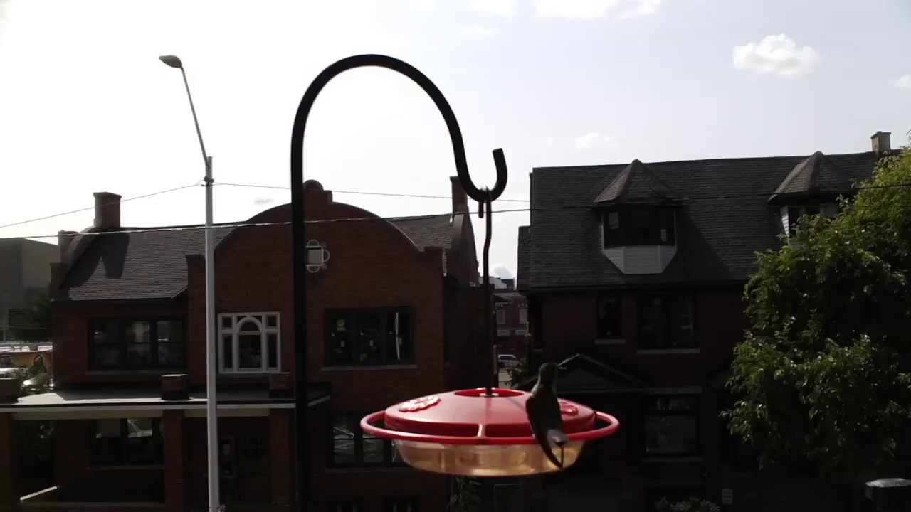 Hummingbird Visits My Balcony Youtube