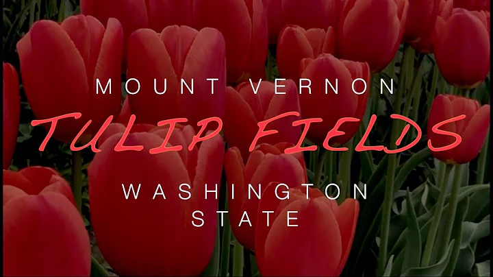 Tulip Fields - Mount Vernon - Washington State -  ...