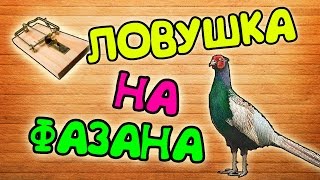 ЛОВУШКА НА ФАЗАНА ЗА 2 МИНУТЫ !!!