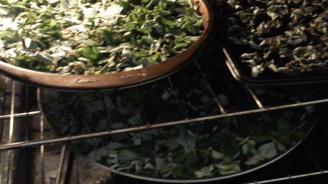 How To Dry Red Raspberry Leaves For Tea How To Dry Red Raspberry Leaves For Tea