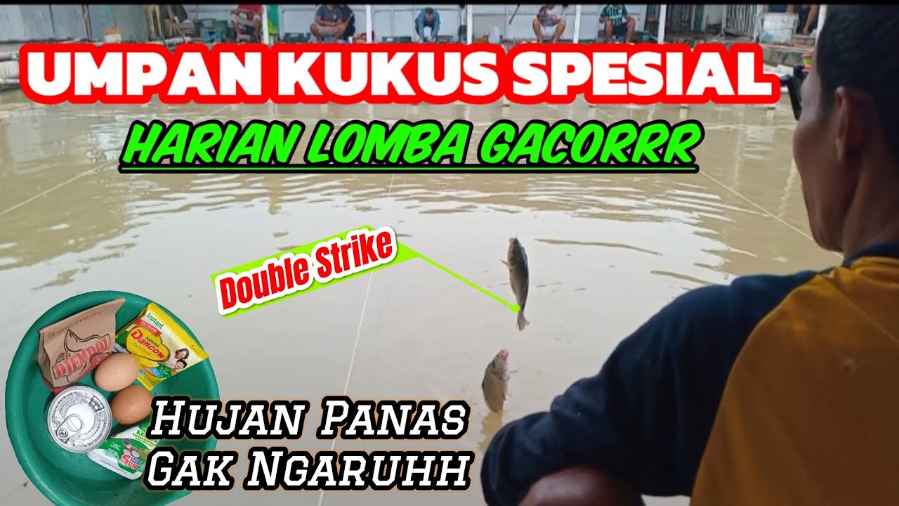 GACORNYA PARAH‼️UMPAN KUKUS SPESIAL HARIAN MAUPUN LOMBA