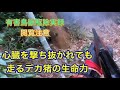 【閲覧注意】イノシシが暴れまわる耕作放棄地での有害鳥獣駆除で、イノシシの心臓を撃ち抜くスーパーショット！