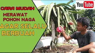 Perawatan Pemupukan Pohon Buah Naga Di Lahan Gambut