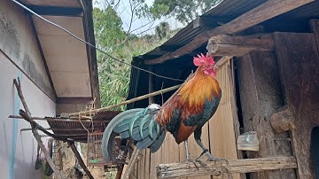 ไก่ป่าลูกผสมf1เสียงดี Qaib qus qua zoo 2021