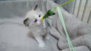 The kittens are so cute as they tentatively touch the toys, looking a little confused...