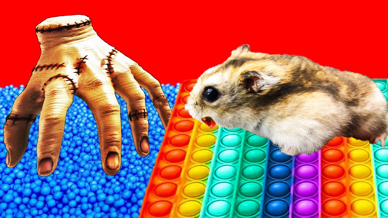 Se pueden tener hamsters en casa