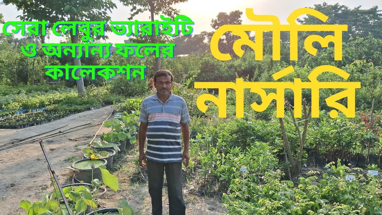 মৌলি নার্সারি,PURBABADKULLA ,NADIA  সেরা লেবুর ভ্যারাইটি ও অন্যান্য ফলের কালেকশন পাবেনএই নার্সারিতে